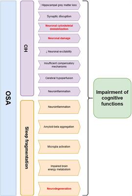 Shedding light on neurofilament involvement in cognitive decline in obstructive sleep apnea and its possible role as a biomarker